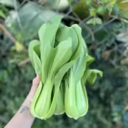 Các loại rau tốt cho sức khỏe